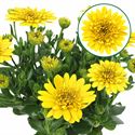 Bild von Osteospermum P12 Double yellow
